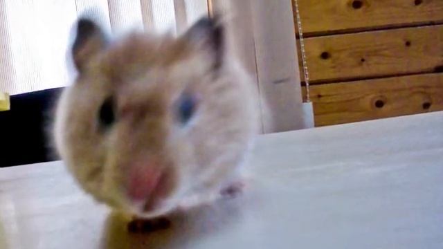 fifi.wmv смотреть онлайн