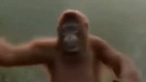 Танцующий орангутанг суббота!