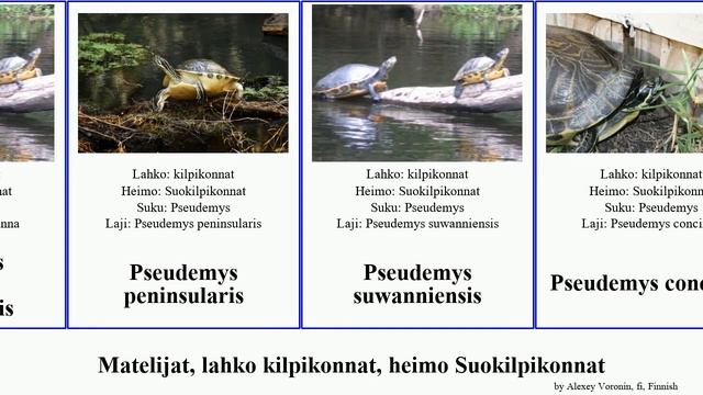 Matelijat, lahko kilpikonnat, heimo Suokilpikonnat trachemys graptemys terrapene carolina ornata смотреть онлайн