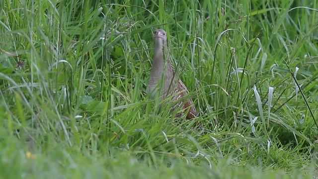 Crex crex - Chrapkáč poľný - Corn Crake смотреть онлайн