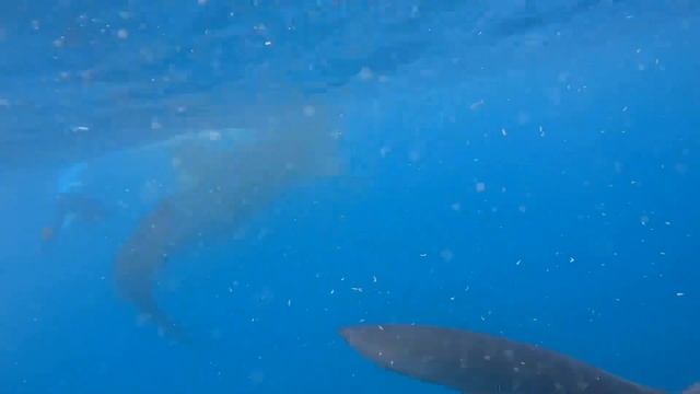 Cube whale sharks adventure and sardines encounter смотреть онлайн