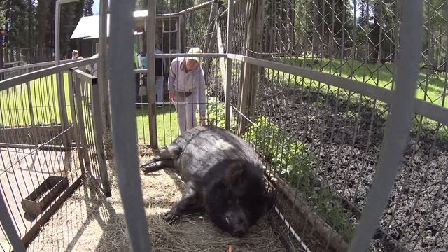 Кабан наф-наф . Зоопарк Телецкого озера. смотреть онлайн