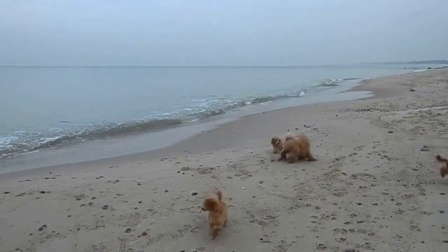 Чак - морж?! :) смотреть онлайн