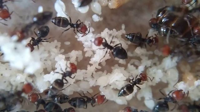 Crematogaster scutellaris смотреть онлайн