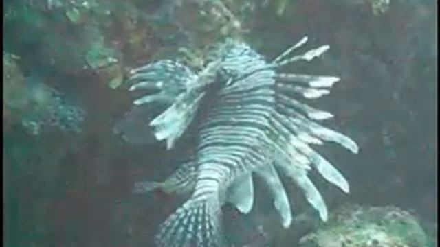 Cayman Island Scuba Adventure смотреть онлайн