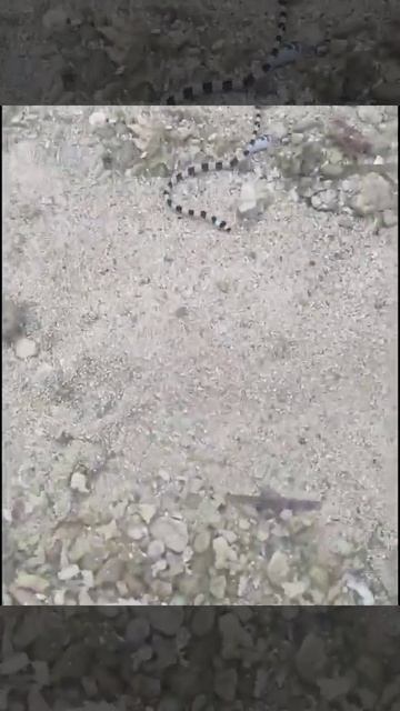 Baby Sea Snake (Sea-shore Patar Beach) смотреть онлайн