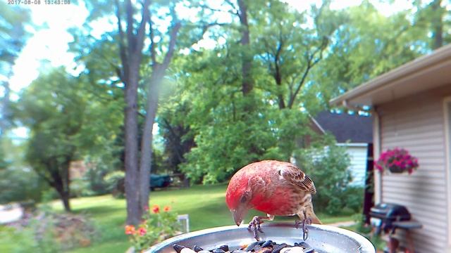 House Finch 2 смотреть онлайн