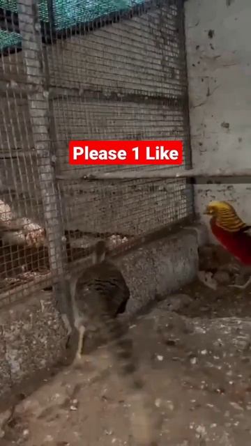 Golden Yellow Pheasant adult pair available #shorts #shortvideo #short #youtubeshorts #youtube смотреть онлайн