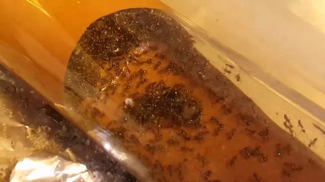 #2 Carebara diversa - Adding 6 new queens to the colony!! смотреть онлайн