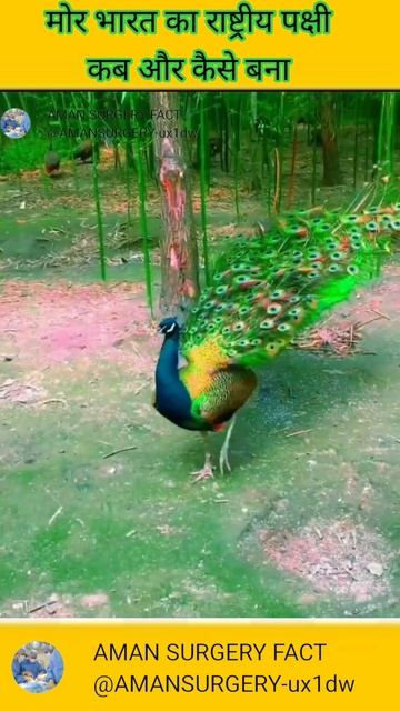 मोर भारत का राष्ट्रीय पक्षी कब और कैसे बना//National Bird peacock#viral#3d#shorts#trending#peacock смотреть онлайн