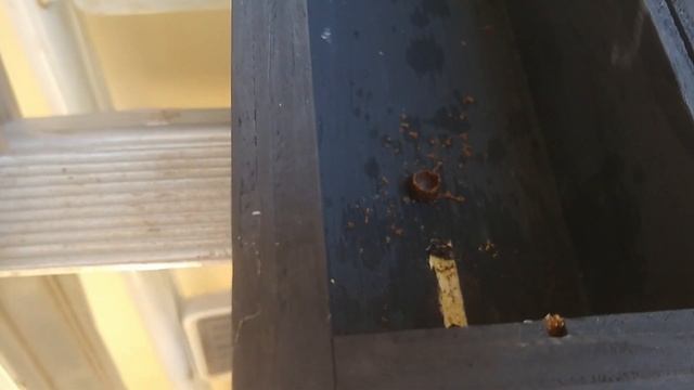 ABELHA SOLITÁRIA EUGLOSSINI (EUGLOSSA ) PARTE 1 смотреть онлайн