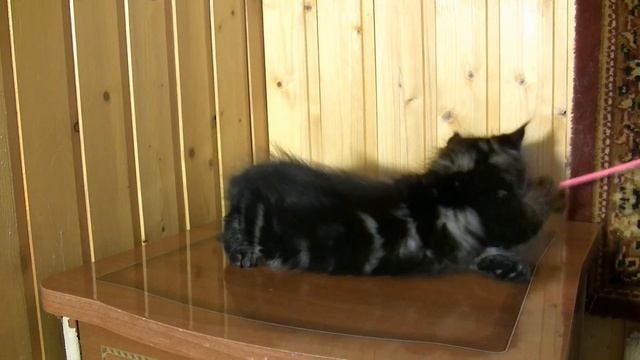 Lord Oka Coon. 2 месяца смотреть онлайн