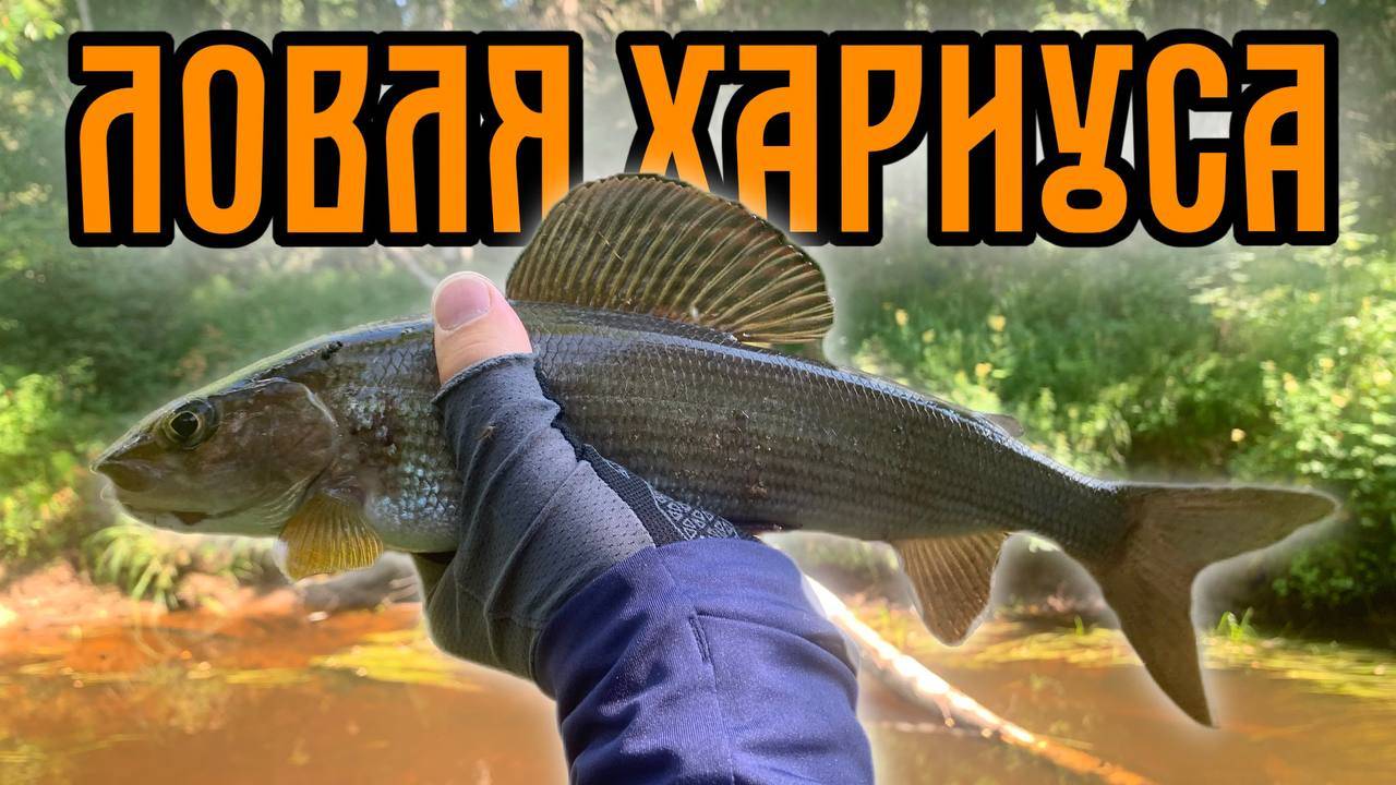 Ловля хариуса на спиннинг в июле | Рыбалка в Архангельской области. смотреть онлайн
