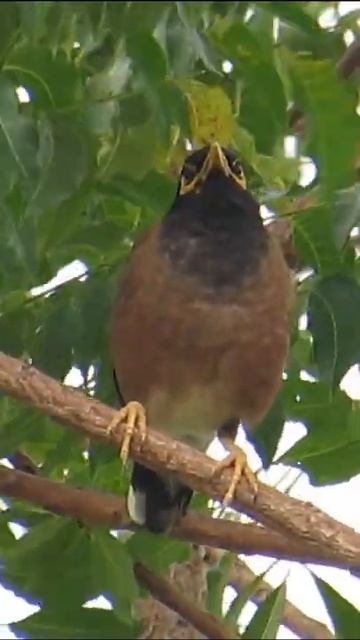 Birds that live in Southeast Asia 💖 #shorts #birds #Animal смотреть онлайн
