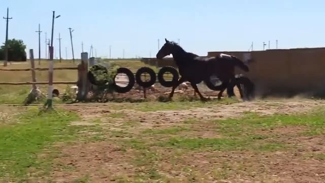 Файна (Продано) | Faina | Спорт, лошади, выездка смотреть онлайн