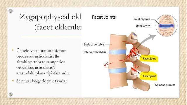 4-Vertebra-sırt anatomisi (hemşirelik + ayay 1. sınıf) смотреть онлайн