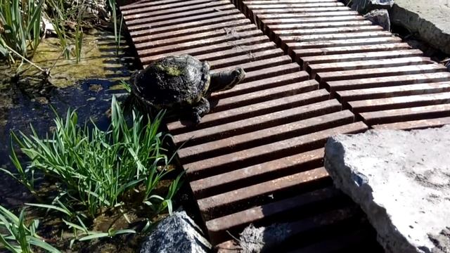 вылезла!! смотреть онлайн