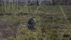 Hyla orientalis, Східна (звичайна) квакша, Восточная (обыкновенная) квакша,