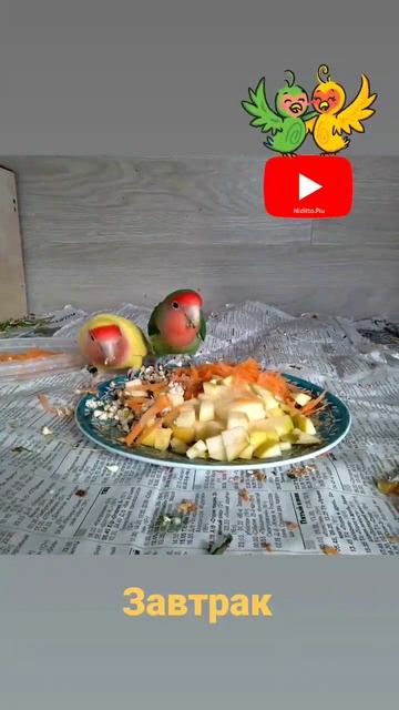 Попугаи Неразлучники в питомнике Kactus смотреть онлайн