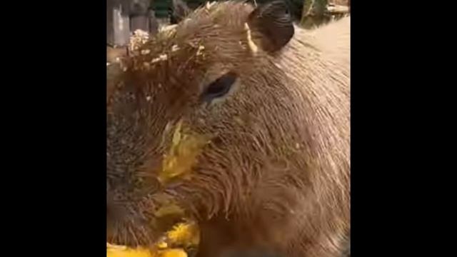 знакомство с капибарами смотреть онлайн