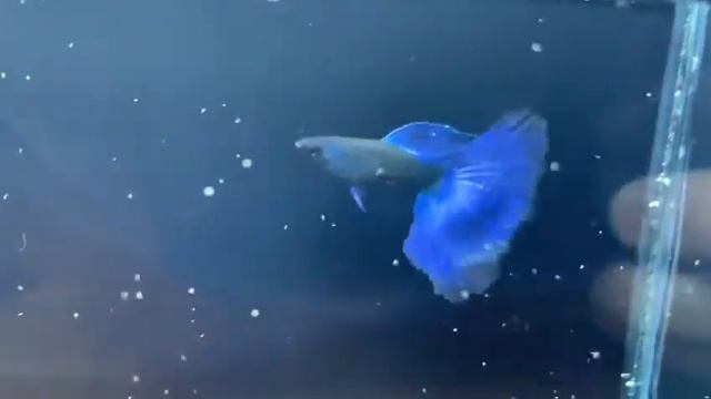 Moscow blue neon.#orjinal irk lepistes# @lepistes..guppy.canli doguran.#bitkili tank.. смотреть онлайн