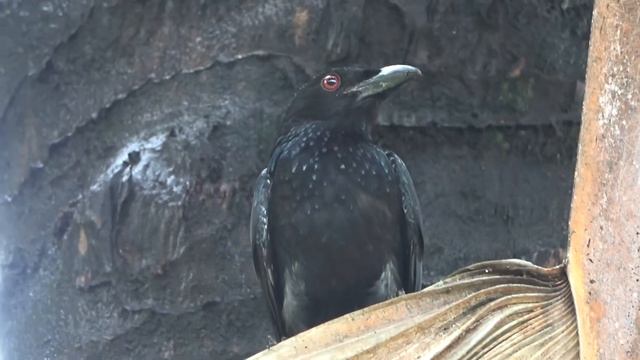 Spangled Drongo, Birds of Australia смотреть онлайн