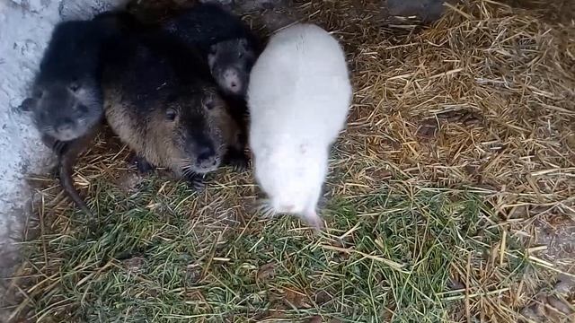 Нутрії. Маса однорічних самців 5.05.2021 смотреть онлайн