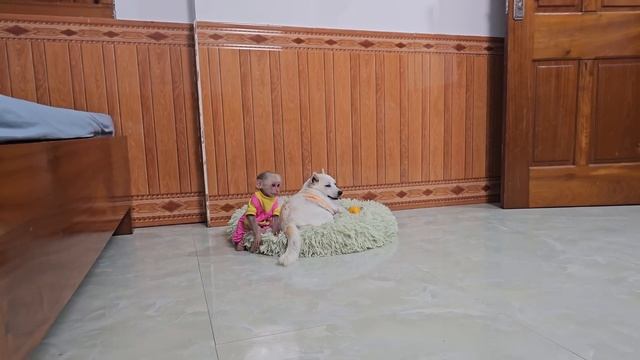 Unbelievable! Monkey Su worries take care of mom dog in every special way смотреть онлайн