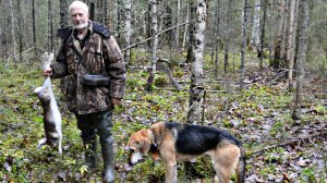 Охота с Русскими  гончими  на зайца по чернотропу! +18