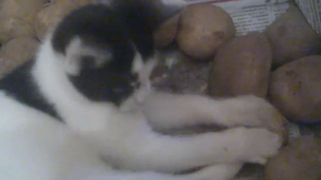 кошка и картошка смотреть онлайн