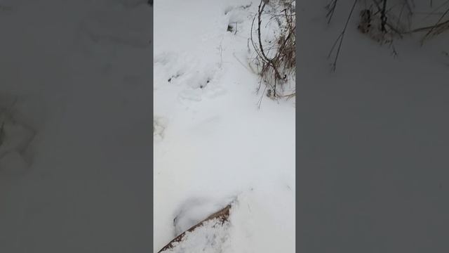 свежие рога лося в ноябре смотреть онлайн