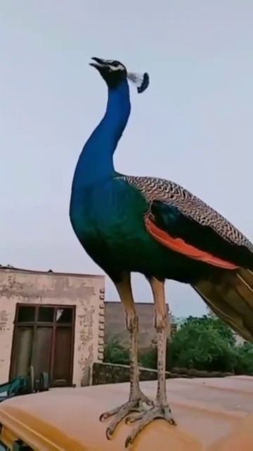 peacock sound смотреть онлайн