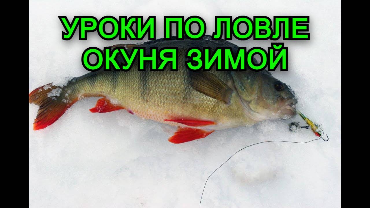 Уроки по ловле Окуня Зимой смотреть онлайн