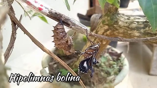 code s : Si Bulan Biru Terlahir kembali ||Hypolimnas bolina смотреть онлайн
