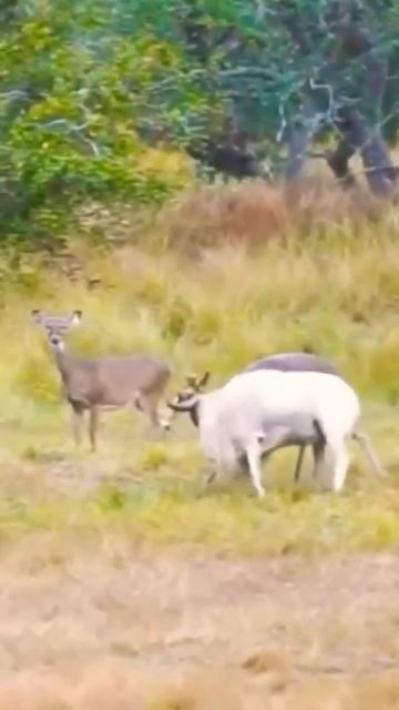 deer run the antelopes snout on the ground #shorts #fyp #trending #youtube #viral #animals #deer смотреть онлайн