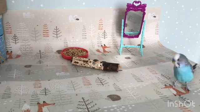 Как отучить попугая кусаться смотреть онлайн