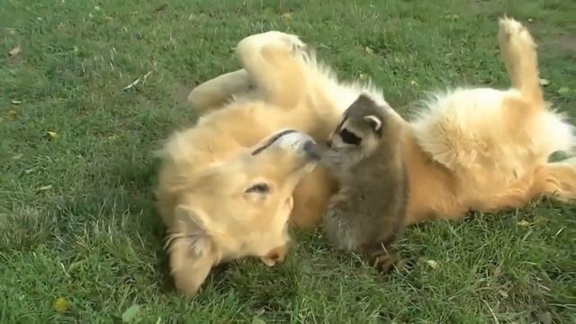 Minute with raccoons - Stories Northern смотреть онлайн