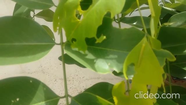 Sarakonrai Tree and Lemon Migrant Butterfly смотреть онлайн