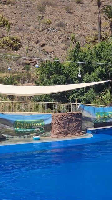 Палмитос парк Гран Канария дельфины смотреть онлайн
