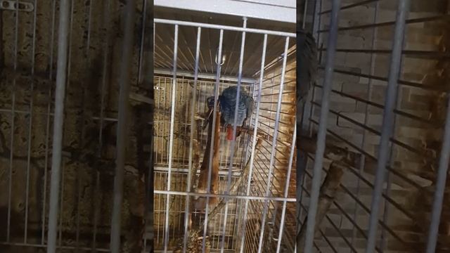 ПОПУГАЙ ГРИГОРИЙ , БЕСЕДЫ ПО ВЕЧЕРАМ 🦜 смотреть онлайн