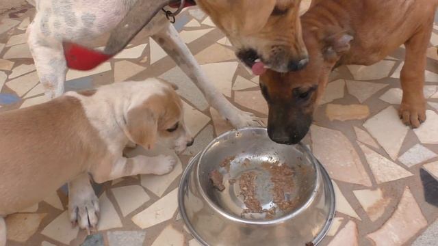 Mangoworm disposal: The better way! смотреть онлайн