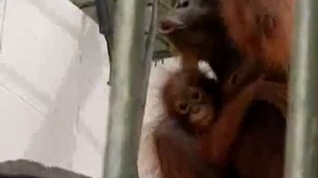 How Deforestation is Endangering These Orangutans in Boreno | BBC Studios смотреть онлайн