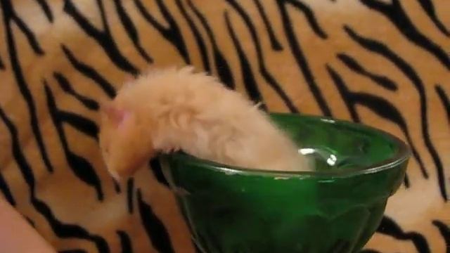 Флаффи Флауэ Золушка смотреть онлайн