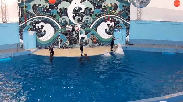 Парк Ривьера город Сочи , ДИЛЬФИНАРИЙ. Было КРУТО! смотреть онлайн