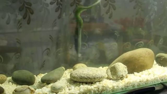 S G Real Eel 35 см 3000 руб в аквариуме смотреть онлайн