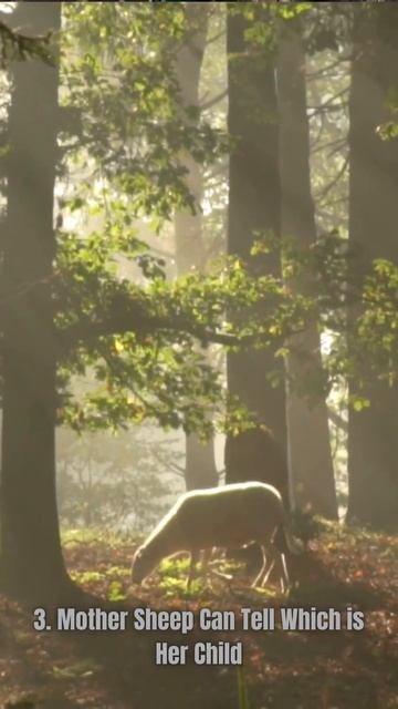 5 Unique Facts about Sheep смотреть онлайн
