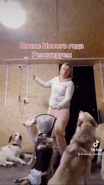У нас много животных Присоединяйтесь в инст animal_tsarstvo #животные #собаки #домашниеживотные смотреть онлайн