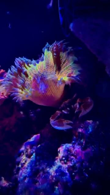 Love my nem crab #anemone #crab #nanoreef #reeftank #coralgal смотреть онлайн