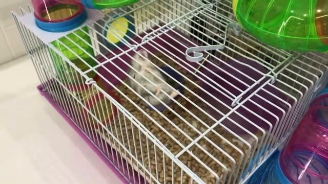 Хомяк , попытка побега. смотреть онлайн