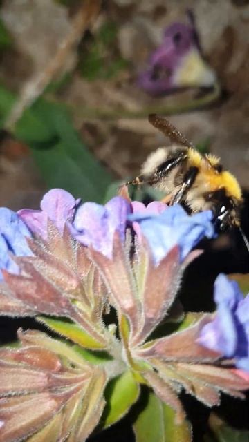 Шмель Жужжит смотреть онлайн